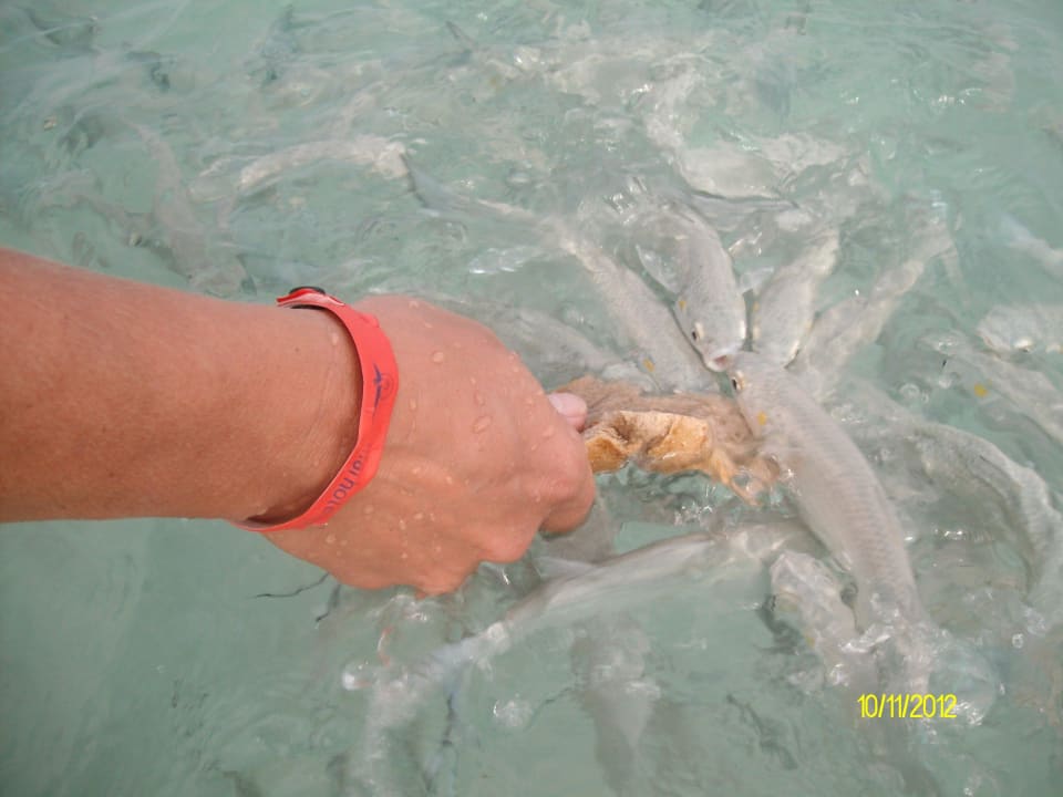 Fische füttern Hotel Condesa