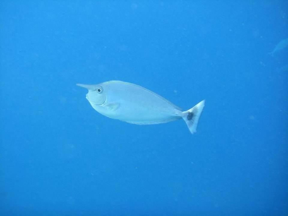 Hausriff Vilamendhoo Island Resort & Spa