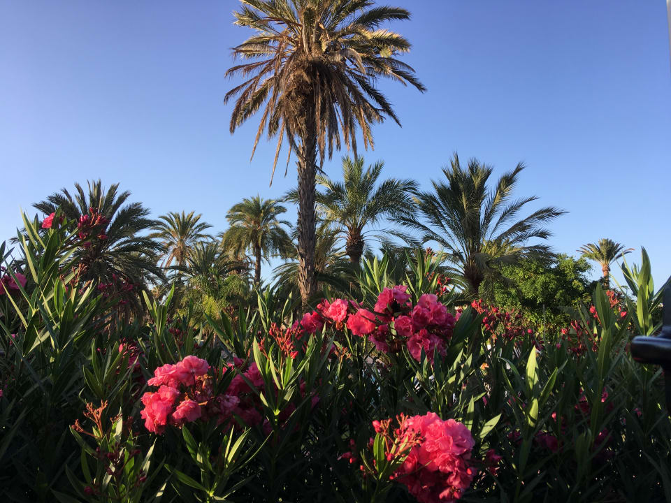 Gartenanlage HL Miraflor Suites Hotel