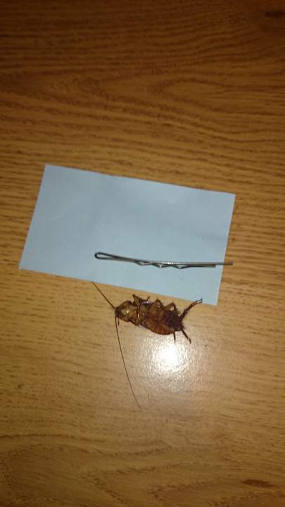 Szok Dodeca Sea Resort