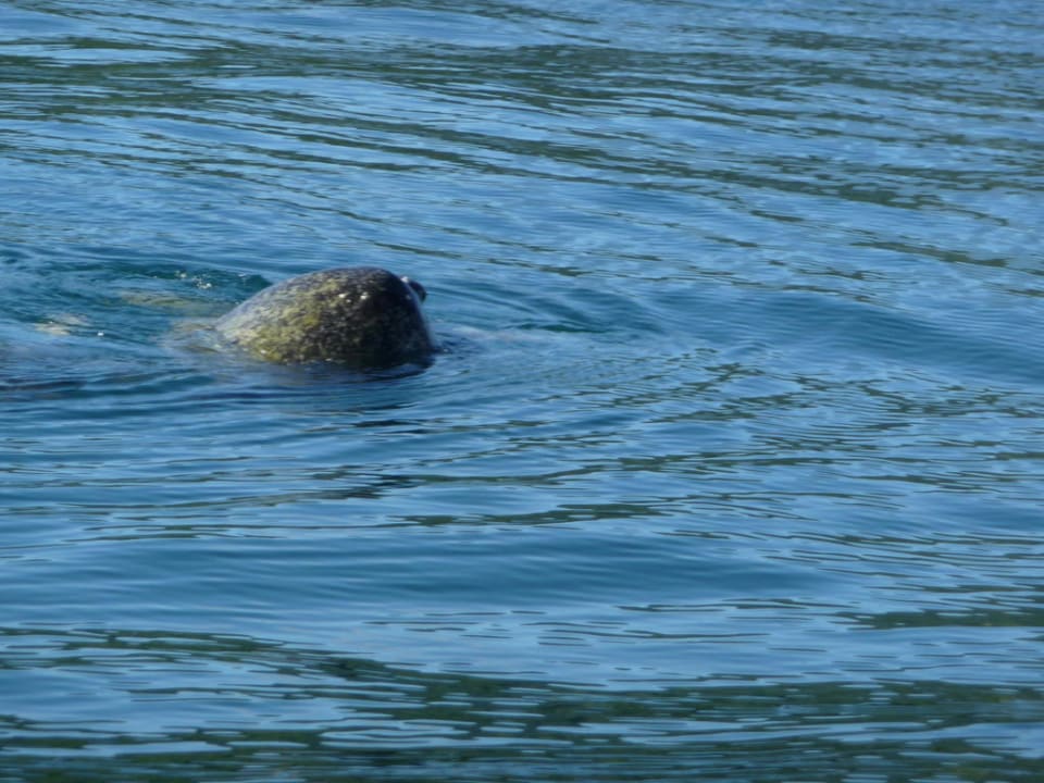 Paaren der Schildkröten Hotel Riu Guanacaste