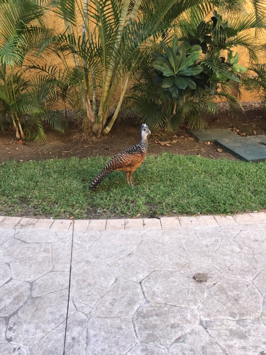 Gartenanlage Iberostar Waves Tucan