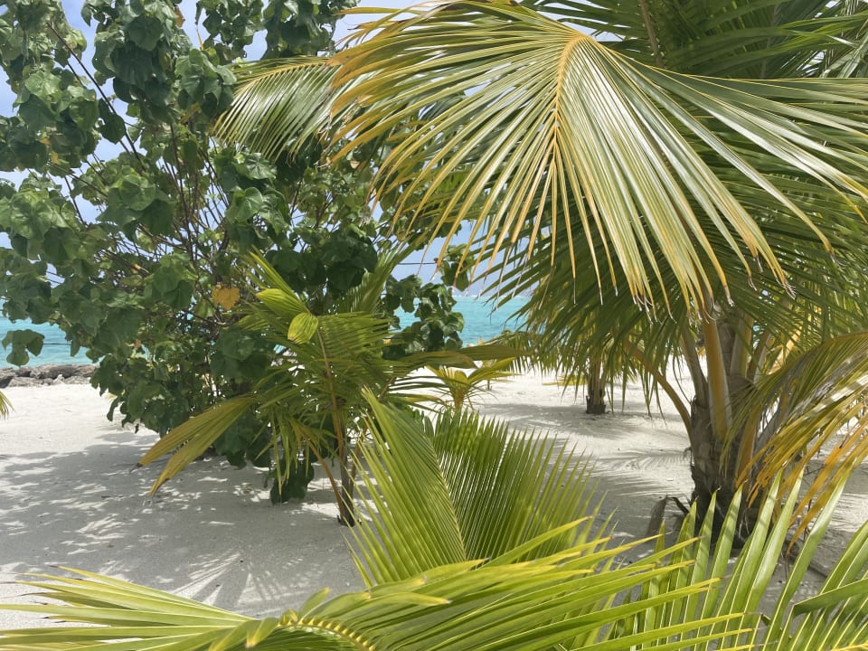 Gartenanlage Hotel Riu Atoll