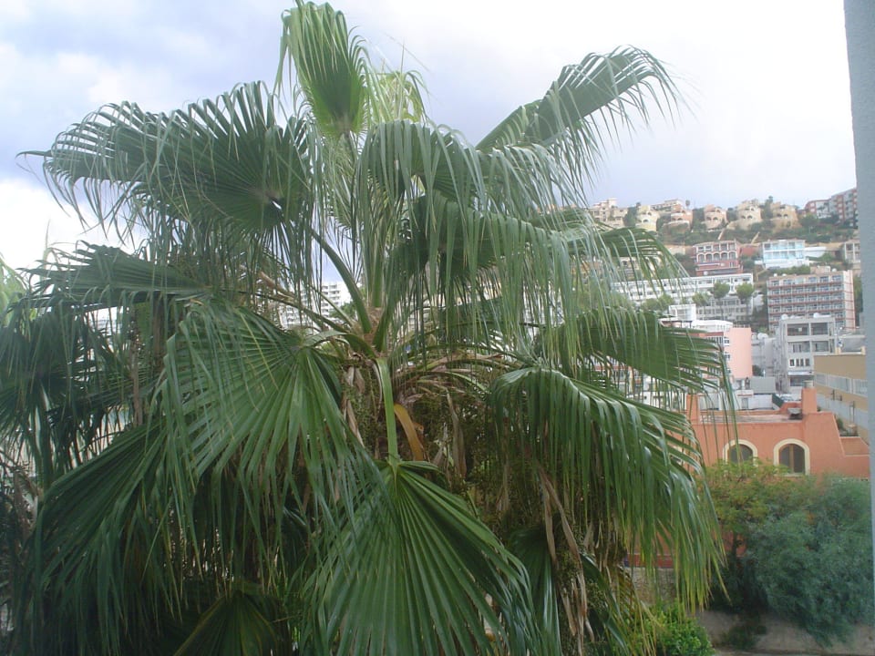 Ausblick vom Balkon H10 Casa del Mar