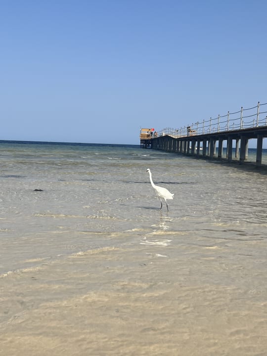 Strand Hotel Gorgonia Beach Resort