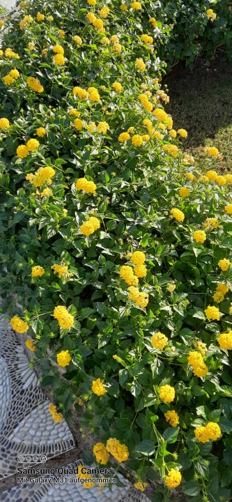 Gartenanlage Sentido Akassia Beach