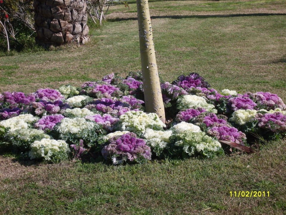 Überall frische Blumen Sherwood Exclusive Lara