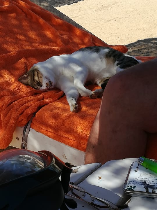 Katzen gab es viele. The Grand Hotel Hurghada