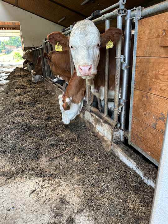 Sonstiges Erlebnisbauernhof Achatz