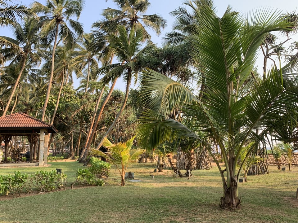 Gartenanlage Royal Palms Beach Hotel