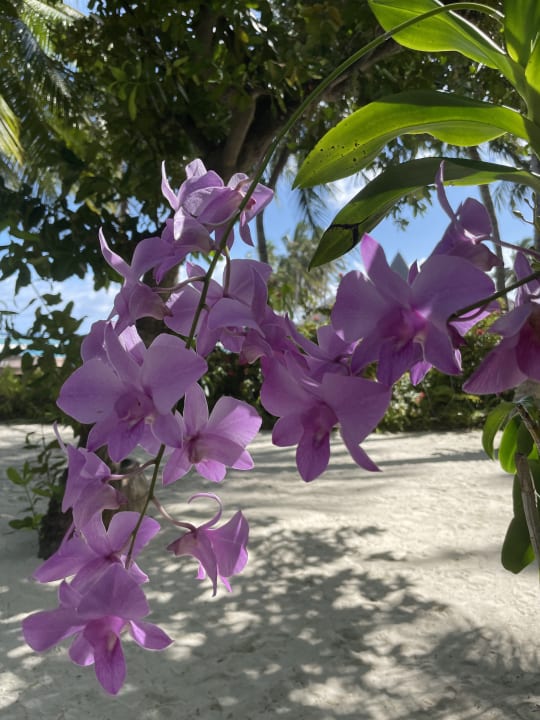 Gartenanlage Veligandu Maldives Resort Island
