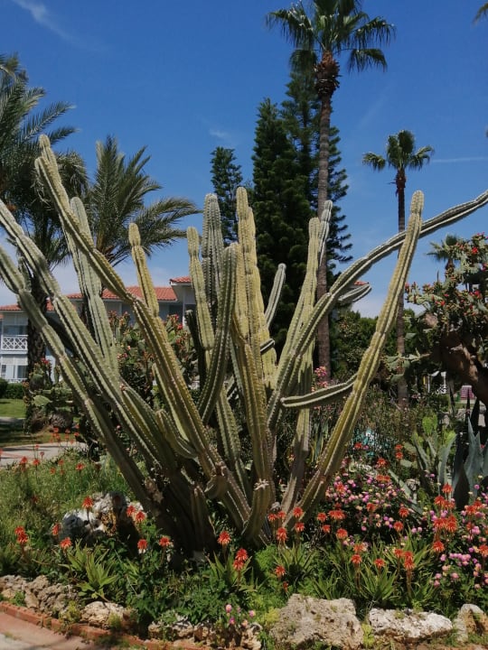 Gartenanlage Asteria Family Resort Side