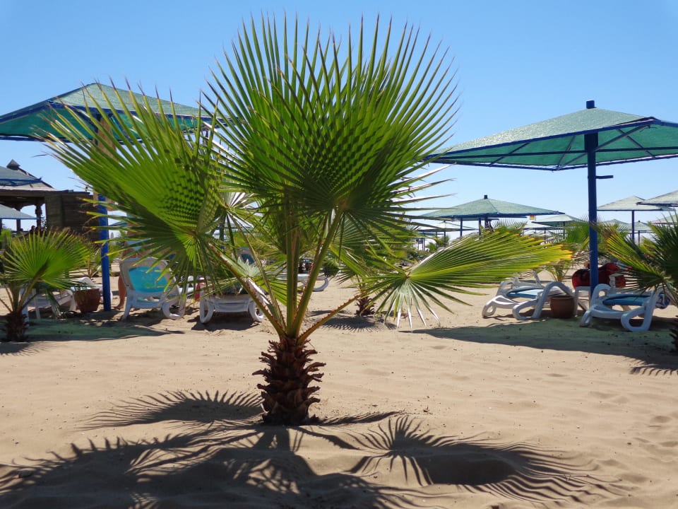 Traumhafter Strand mit vielen Palmen Paloma Oceana
