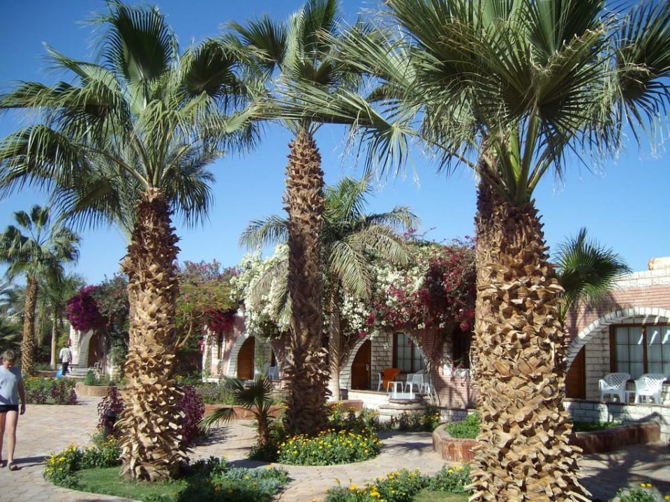 Schöne Palmen Aladdin Beach Resort
