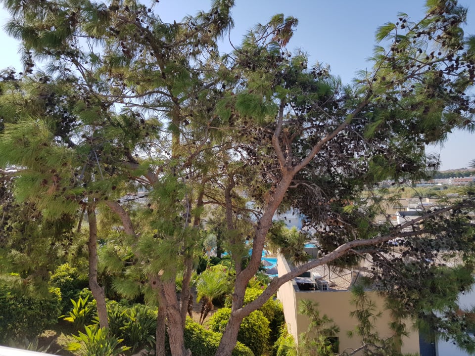 Ausblick Atlantica Mikri Poli Rhodes