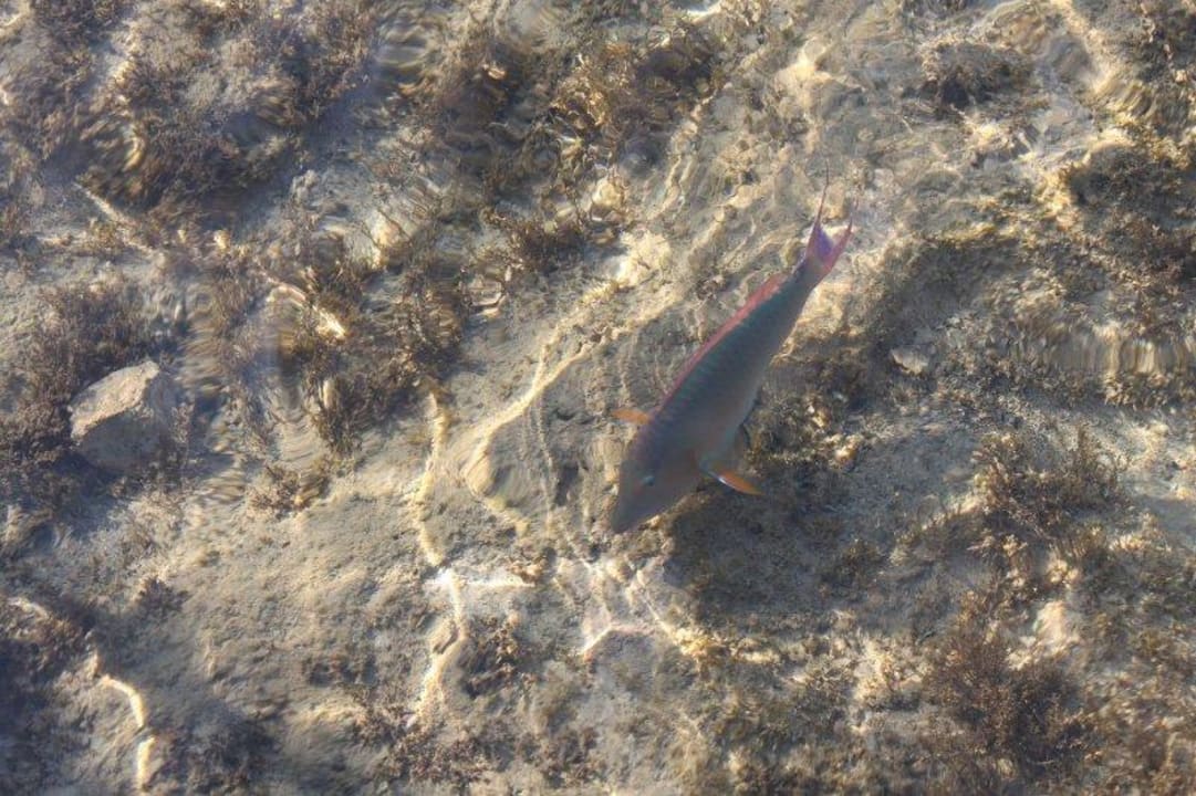 Piekne kolorowe rybki!  Parrotel Beach Resort