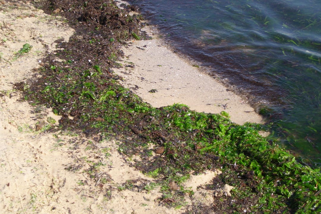 Einfach nur eklig, ginge auch anders Monarque Club Rivage