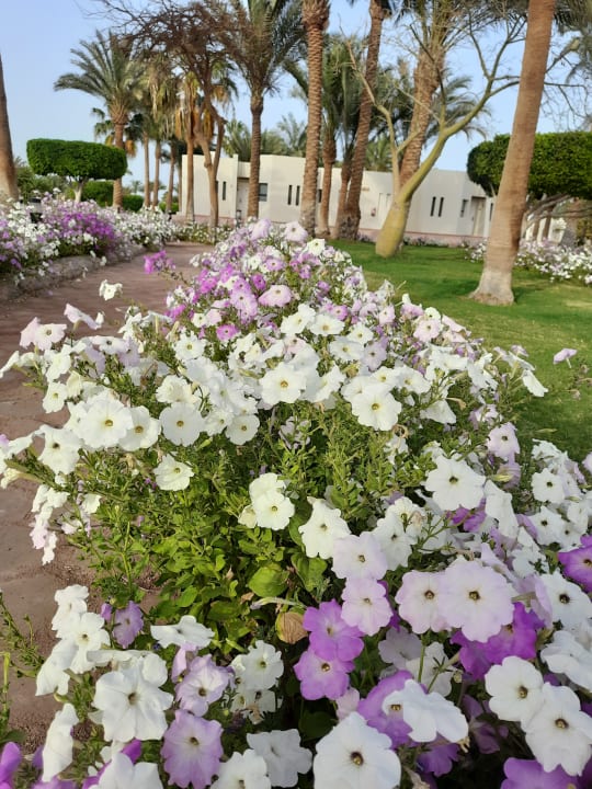 Gartenanlage Pharaoh Azur Resort