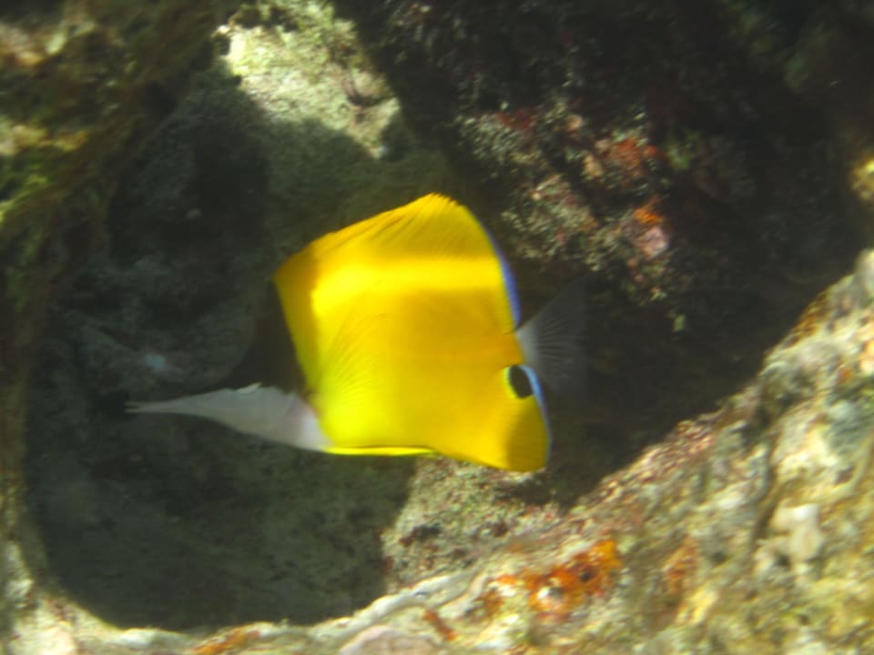 Unterwasserwelt NH Collection Maldives Reethi Resort