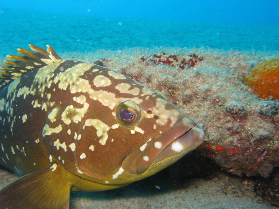 Tauchen ROBINSON ESQUINZO PLAYA