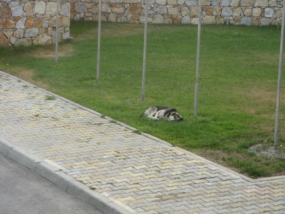 Hunde am dem Gel#nde Olympian Bay Grand Resort