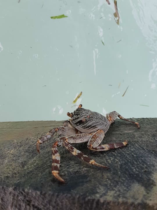 Sonstiges Meeru Maldives Resort Island