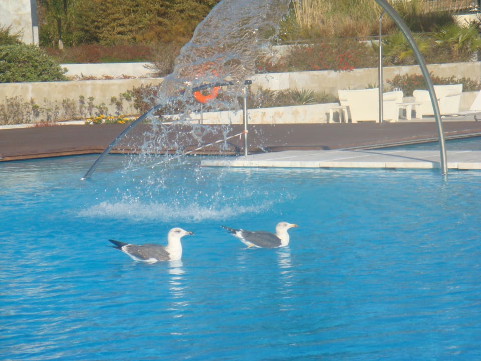 ...nur die Vögel badeten im Pool Hotel Cascais Miragem