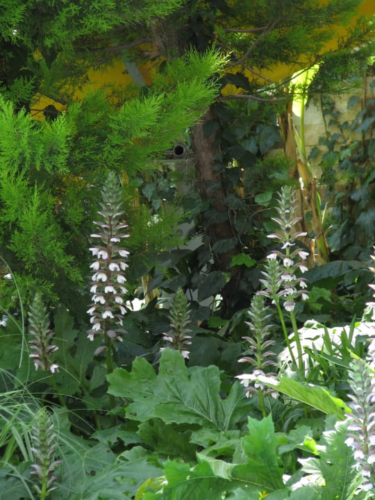 Roslinność AQI Pegasos Resort