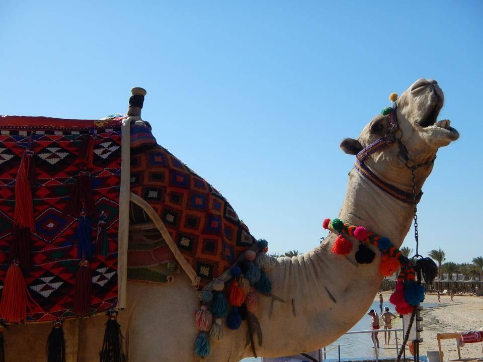 Rico - das Kamel Steigenberger Coraya Beach - Adults only