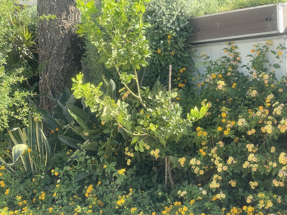 Gartenanlage Alianthos Garden Hotel