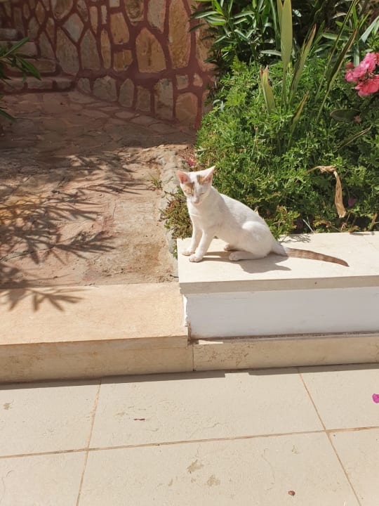 Gartenanlage Blue Reef Red Sea Resort