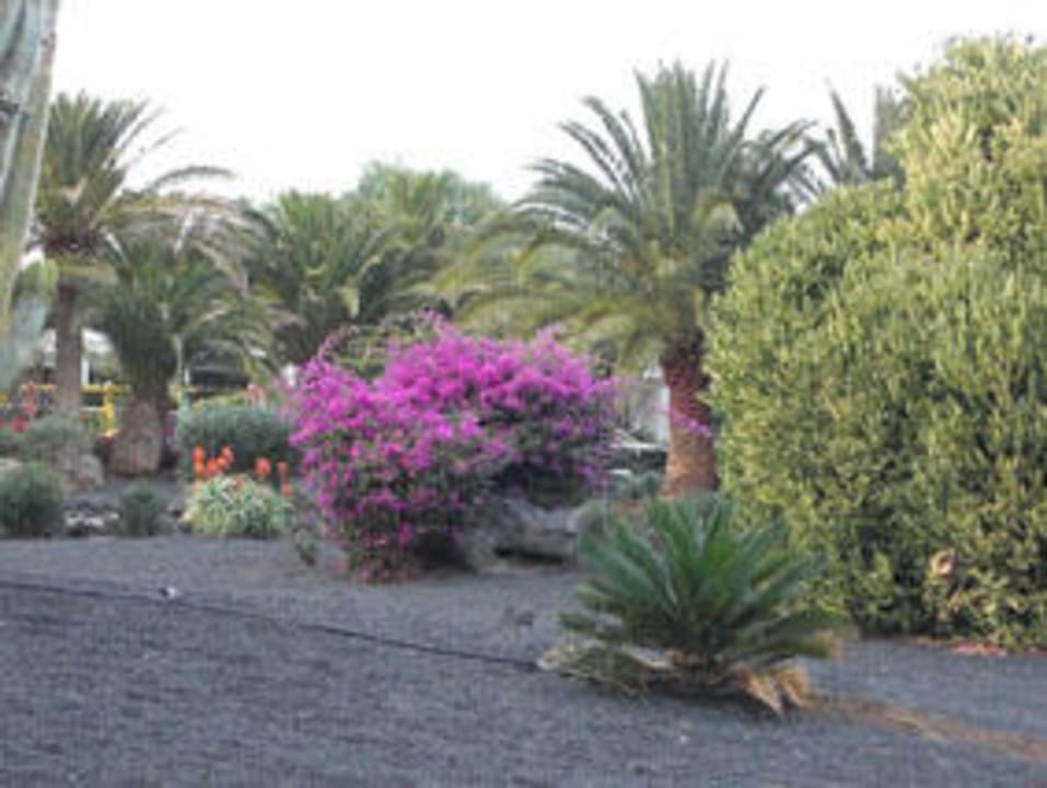 Garten RIU Olivina Relaxia Olivina