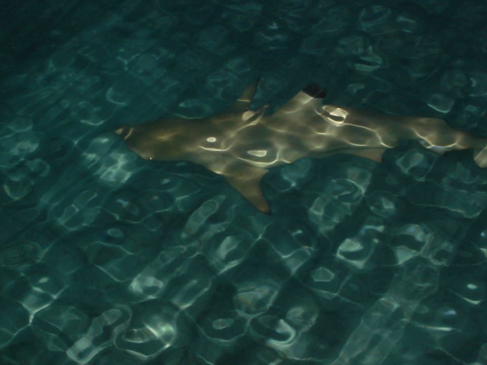 Schwarzspitzen Hai Kuramathi Maldives