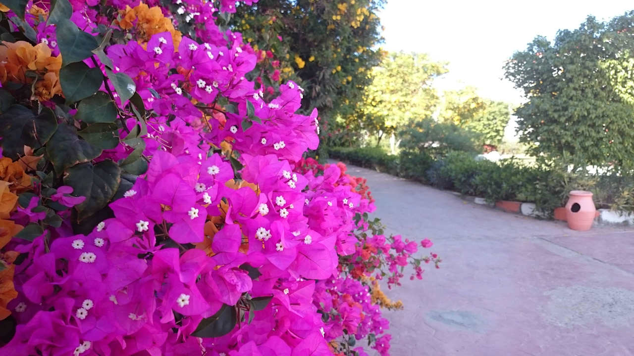 Blütenmeer Fantazia Resort Marsa Alam