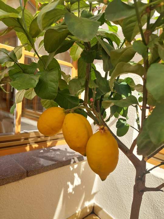 Gartenanlage Hotel Spitaler