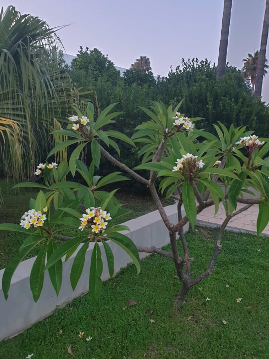 Gartenanlage Hotel Nissi Beach Resort