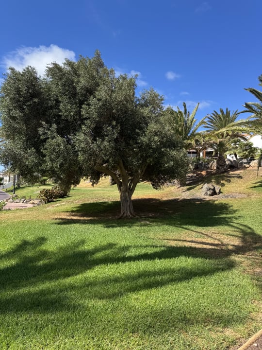 Gartenanlage TUI MAGIC LIFE Fuerteventura