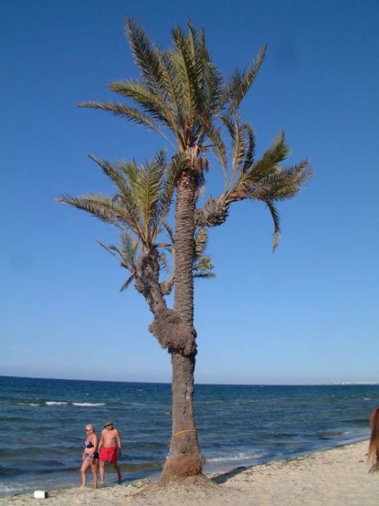 Palme am Strand Hotel El Mouradi Skanes Beach