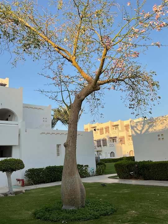 Gartenanlage Hotel Mercure Hurghada