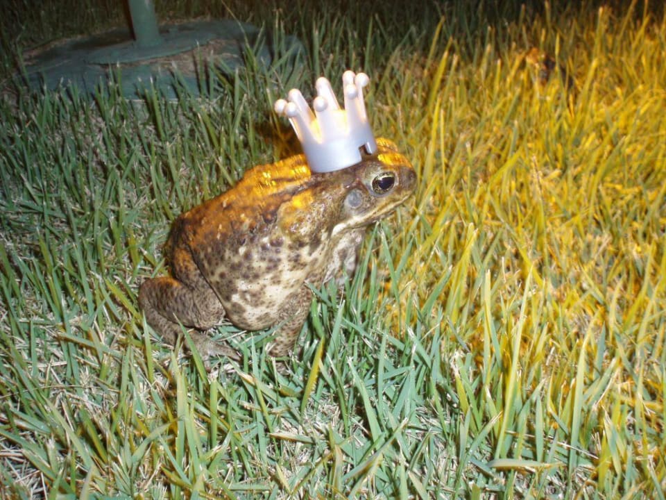 Froschkönig Punta Cana Princess All Suites Resort & Spa