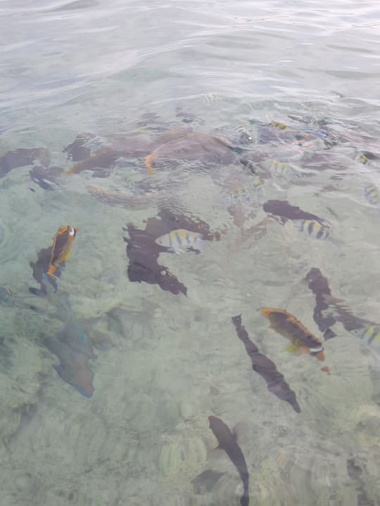 Außenansicht Makadi Spa - Adults only