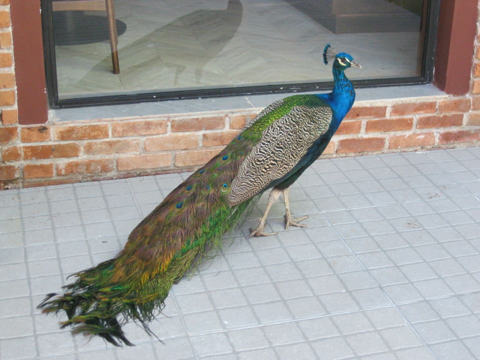 Sonstiges Tropical Deluxe Princess