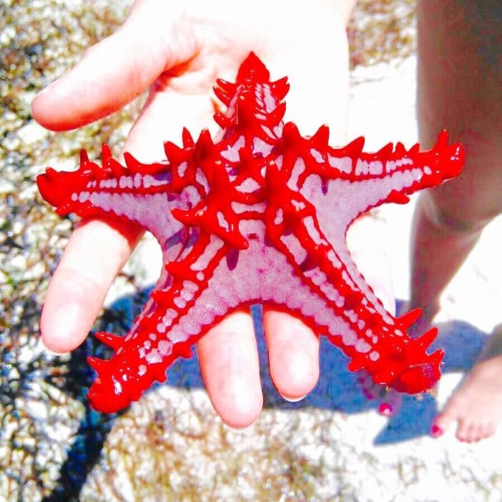 Seestern Baobab Beach Resort & Spa