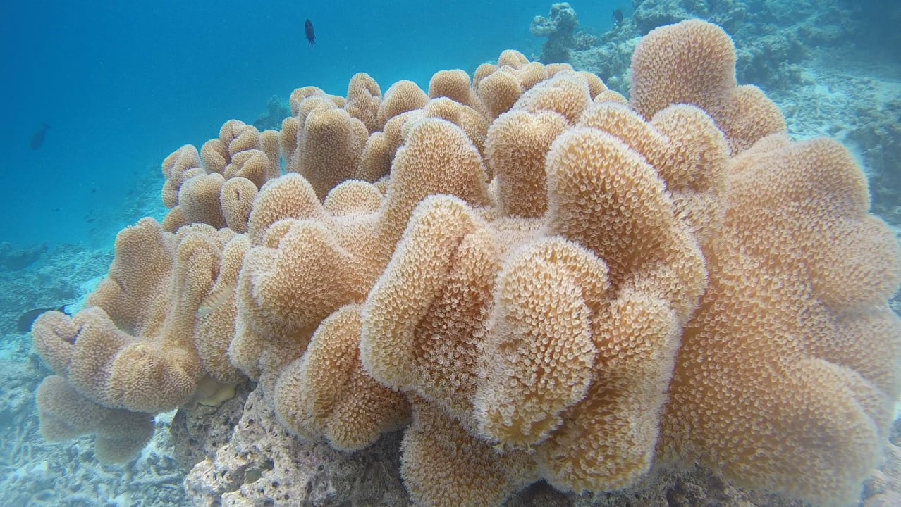 Sport & Freizeit Summer Island Maldives