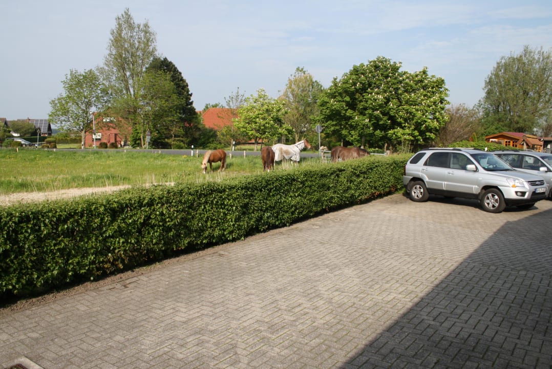 Angrenzende Weide und Parkfläche Pension Engelmann