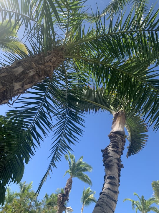 Gartenanlage Adrián Hoteles Jardines de Nivaria