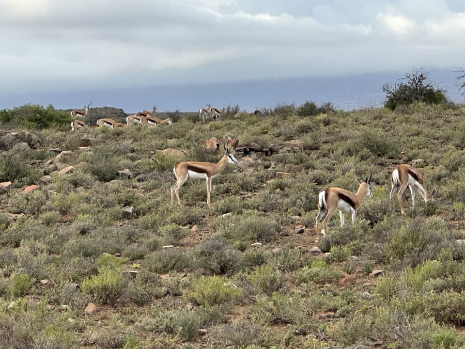 Sport & Freizeit Sanbona Wildlife Reserve - Gondwana Lodge