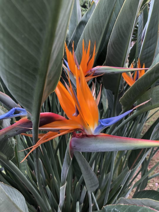 Gartenanlage Sentido Kyknos Beach Adults Only 16+