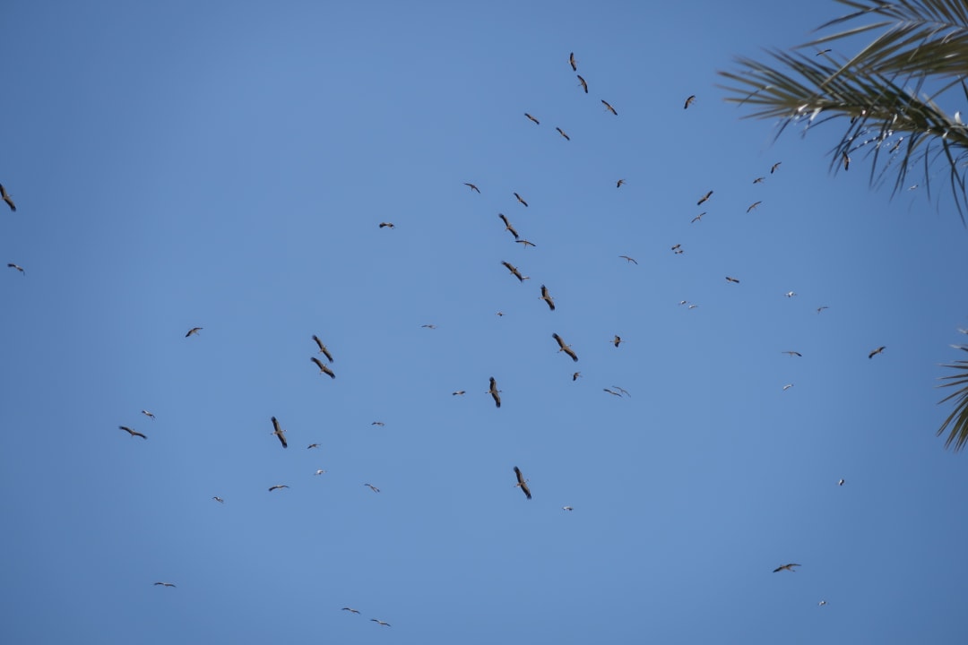 Sonstiges Jaz Aquaviva