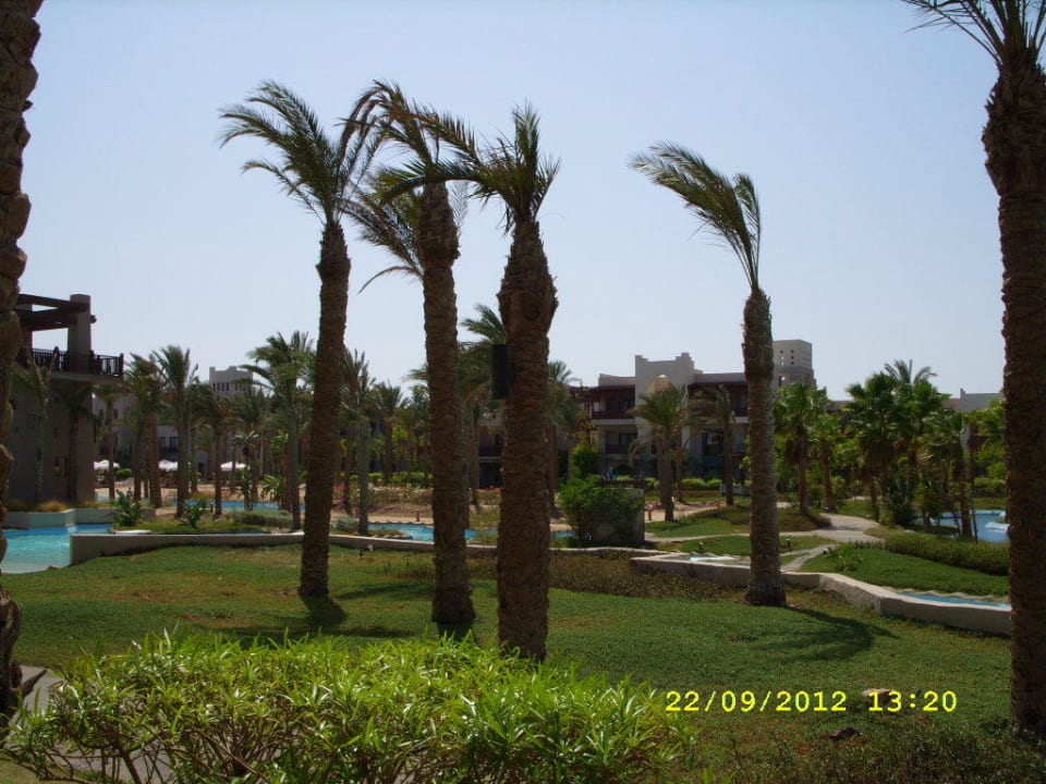 Sehr schöne Palmen Pickalbatros Sands Hotel - Port Ghalib